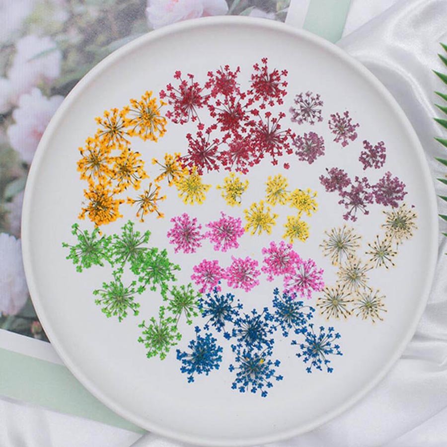 Body Jewelry Display Case - 60pcs Pressed Dried 15-20mm Ammi Majus