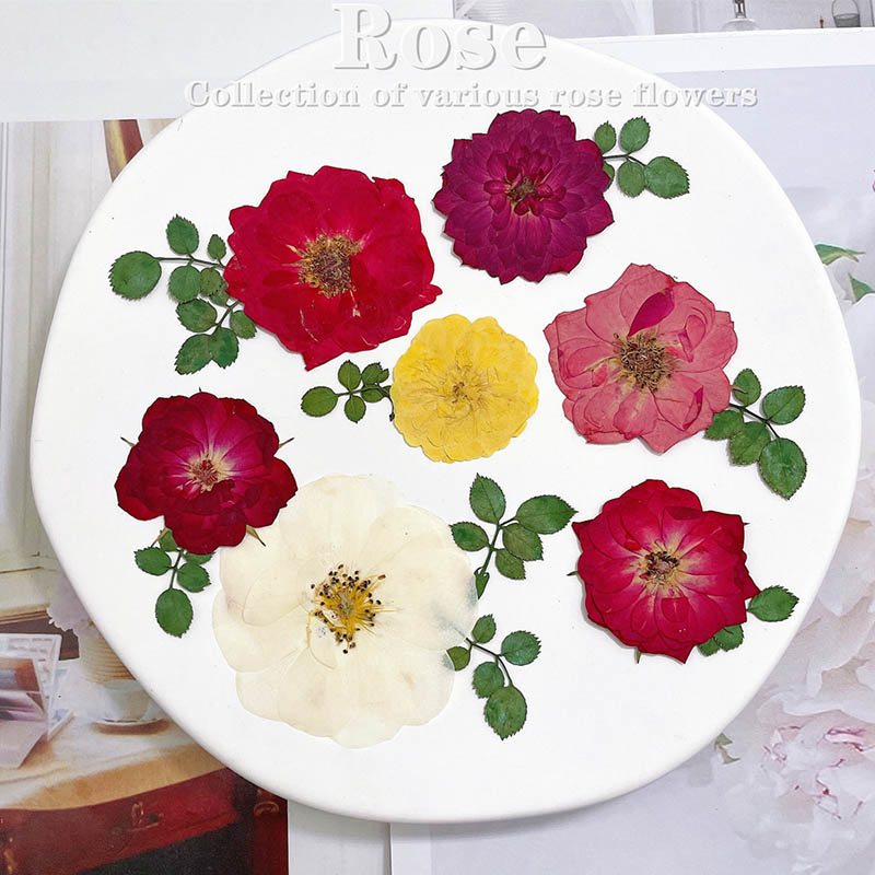 Body Jewelry Display Case - 60pcs Pressed Dried Red Yellow Pink