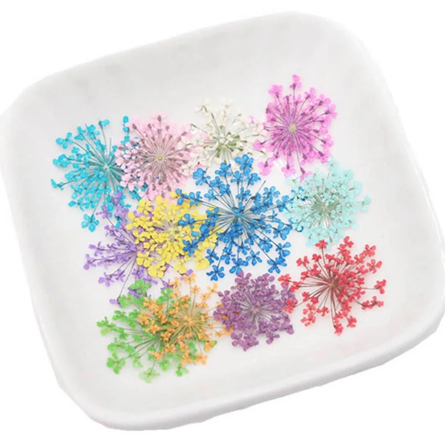 60pcs Pressed Dried 20-25mm Am - Body Jewelry Display Case review and price