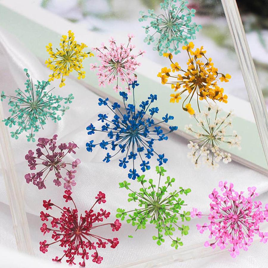 60pcs Pressed Dried 15-20mm Am - Body Jewelry Display Case review and price