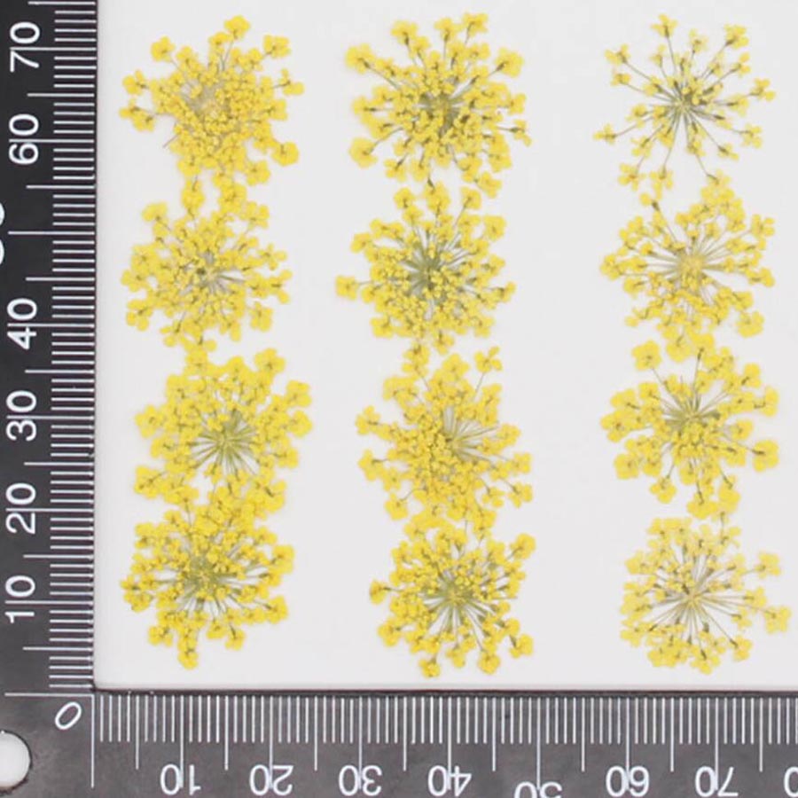 60pcs Pressed Dried 15-20mm Am - Body Jewelry Display Case review and price
