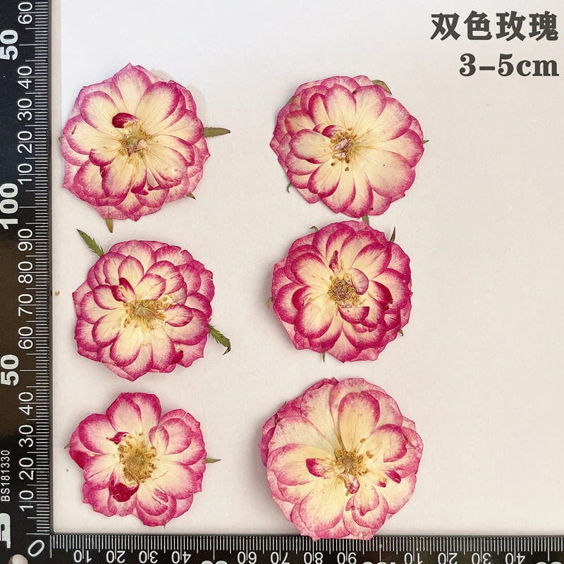 60pcs Pressed Dried Red Yellow - Body Jewelry Display Case review and price