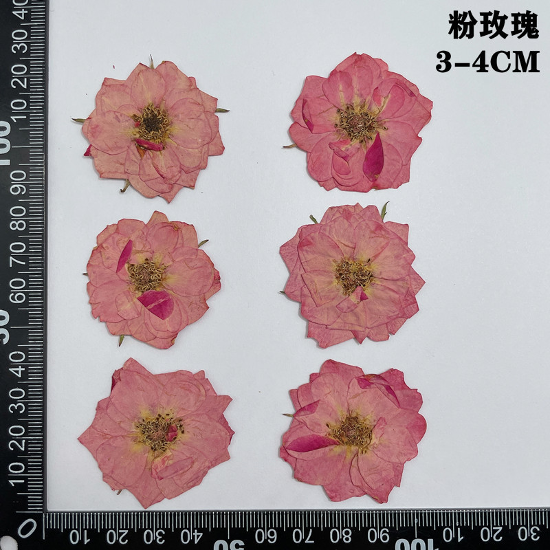 60pcs Pressed Dried Red Yellow - Body Jewelry Display Case review and price