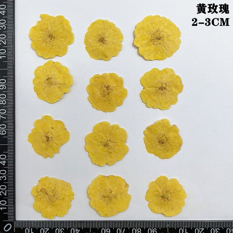 60pcs Pressed Dried Red Yellow - Body Jewelry Display Case review and price