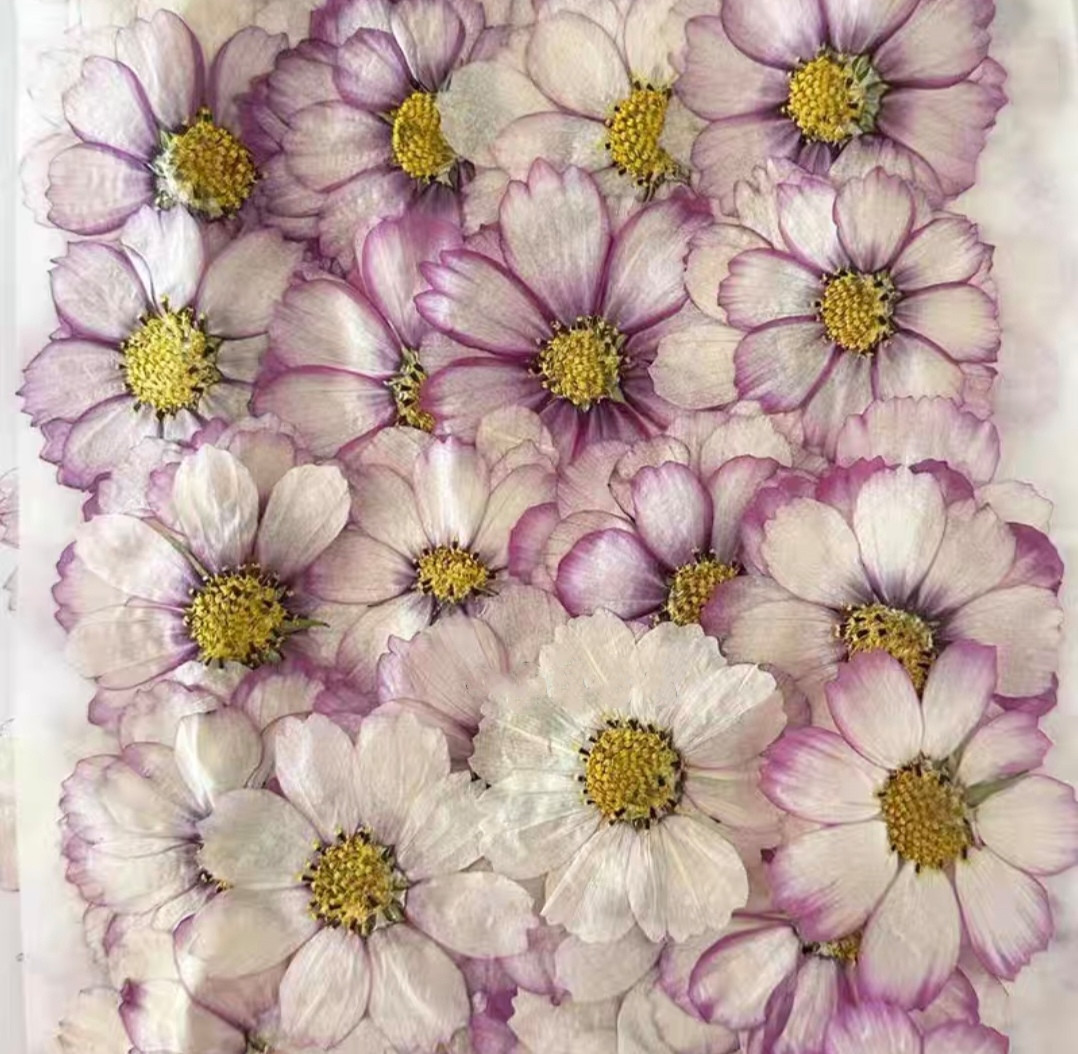 60pcs Pressed Dried Cosmos Flo - Body Jewelry Display Case review and price