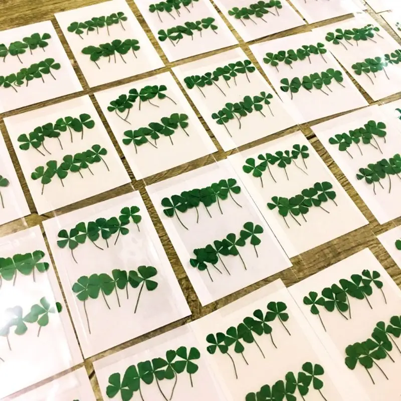 12Pcs Lucky Dried Leaf Clover  - Body Jewelry Display Case review and price