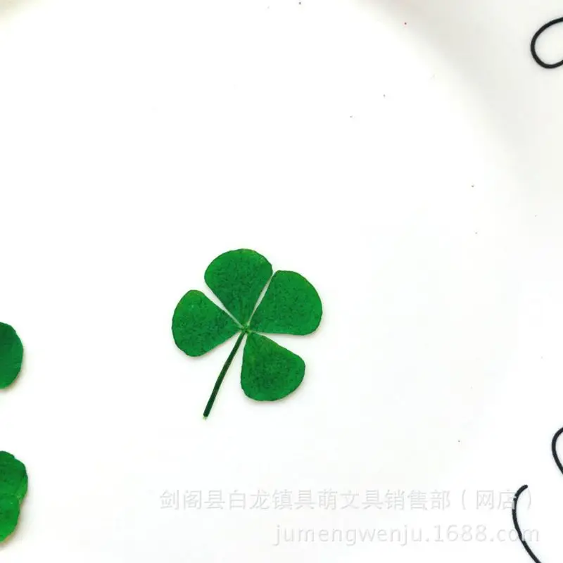 12Pcs Lucky Dried Leaf Clover  - Body Jewelry Display Case review and price