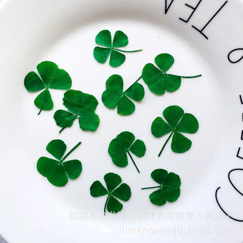 12Pcs Lucky Dried Leaf Clover  - Body Jewelry Display Case review and price